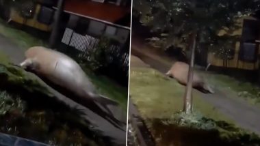Giant Walrus Running on Florida Streets? Viral Video of Marine Mammal Spotted Moving on All Fours Amid Hurricane Ian Leaves Netizens Shocked
